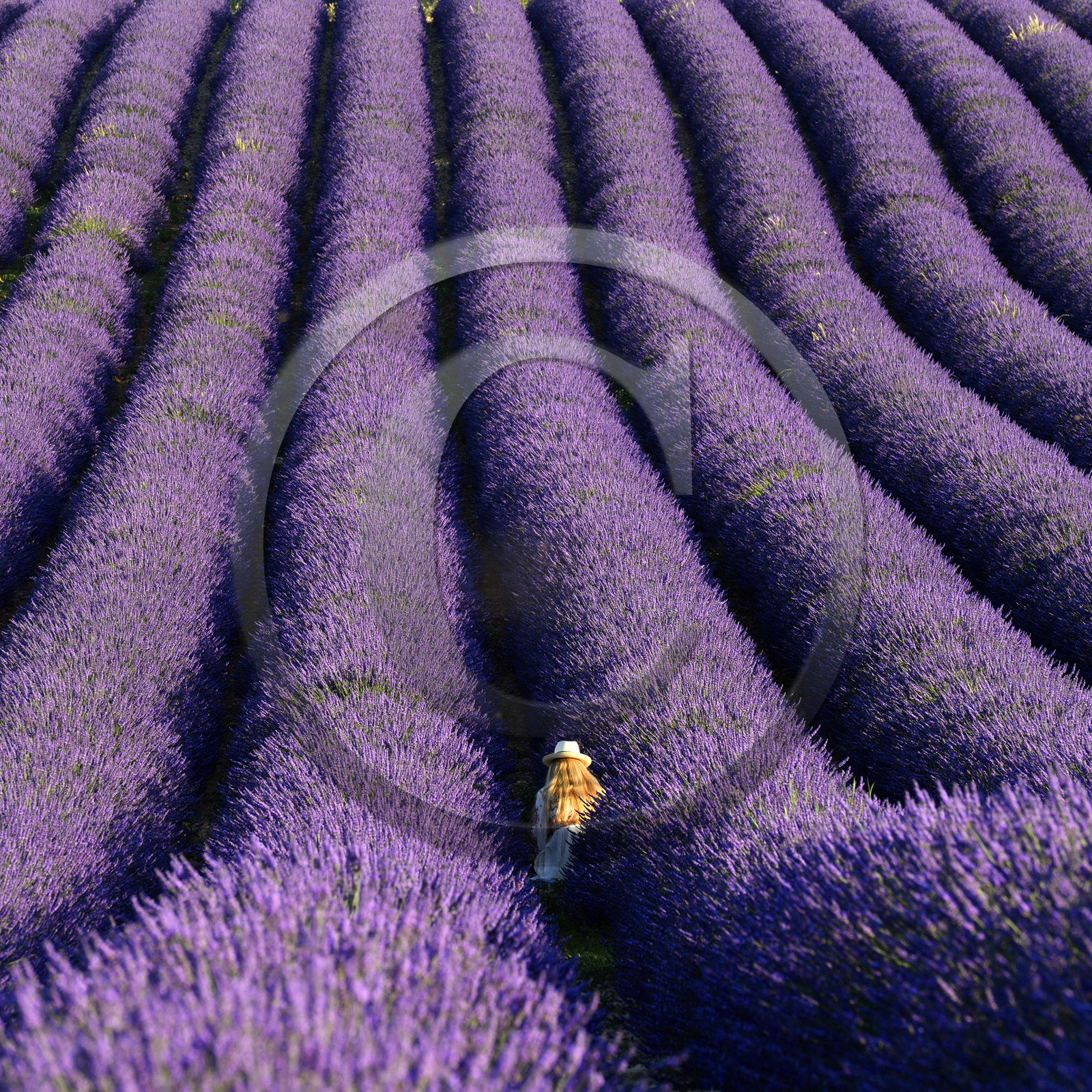 France, Valensole