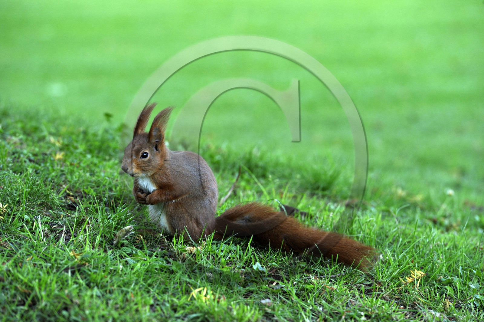 Allemagne, Heidelberg