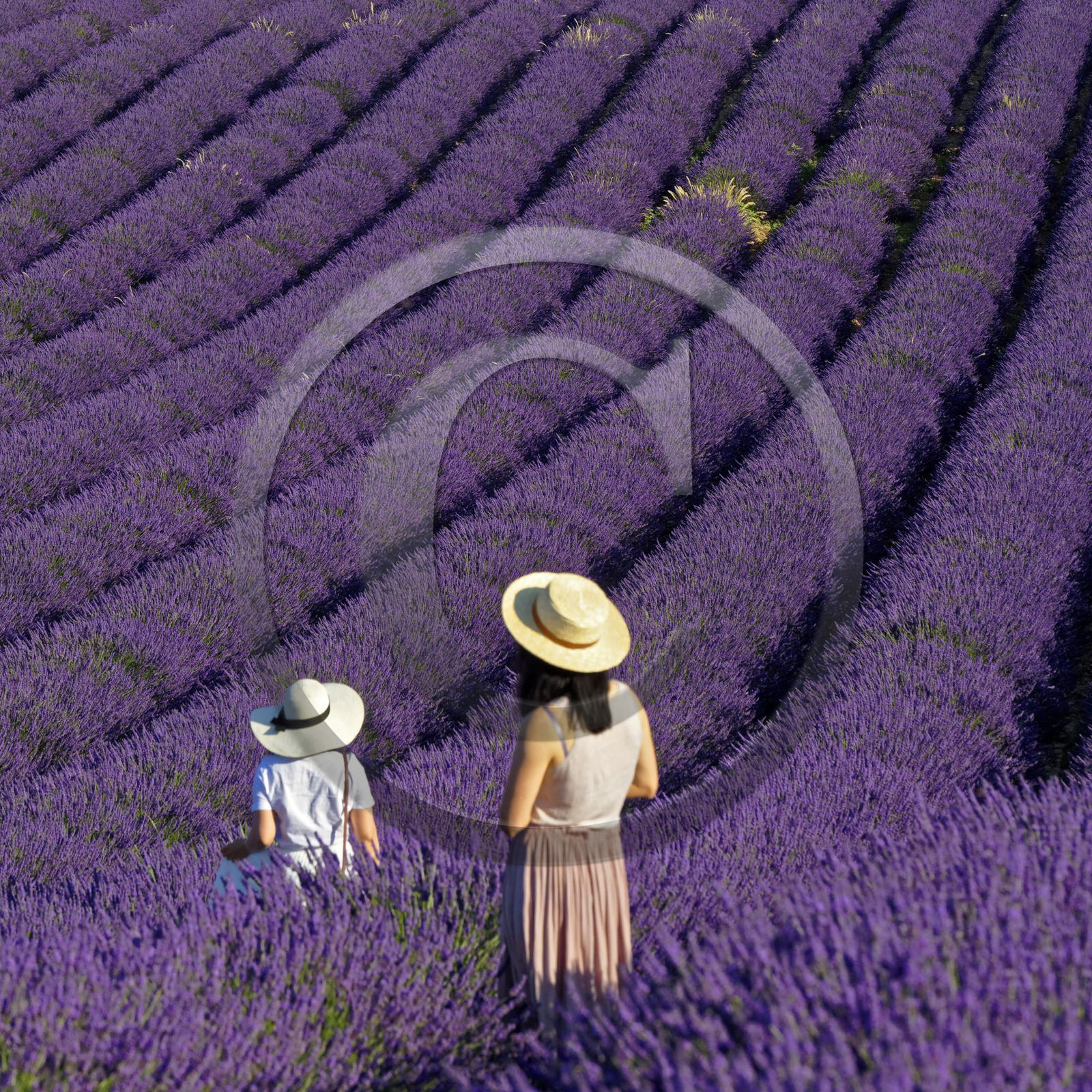 France, Valensole