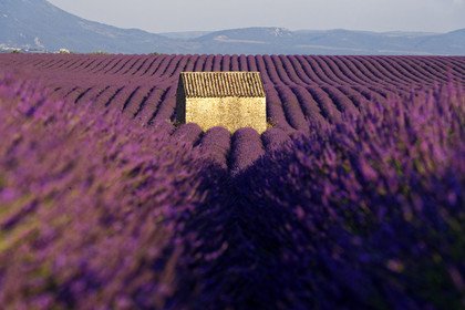 France, Valensole