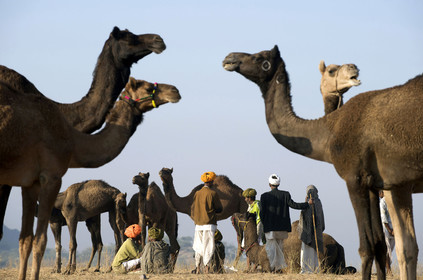 Inde, Pushkar