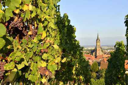 France, Dambach la Ville