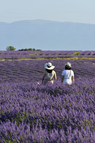 France, Valensole