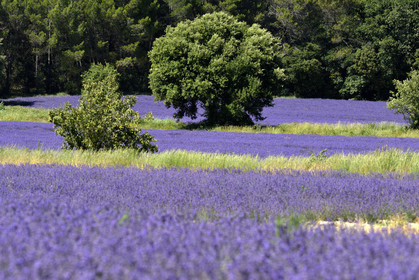 France, Valensole