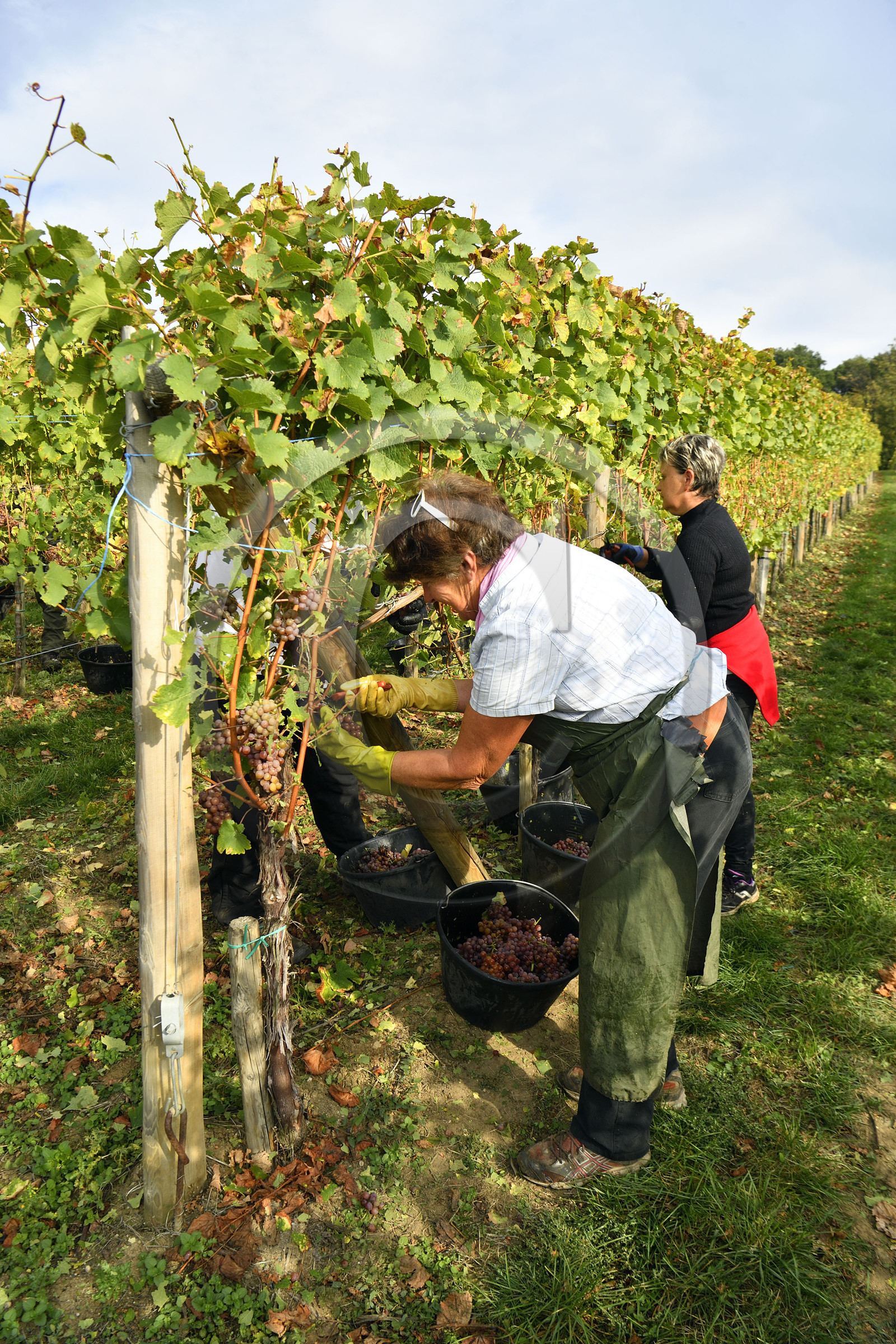 France, Dambach la Ville