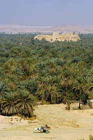 Egypte, Siwa