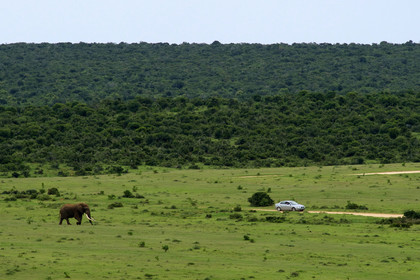 AFS, Addo