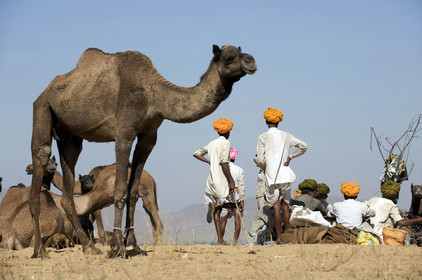 Inde, Pushkar
