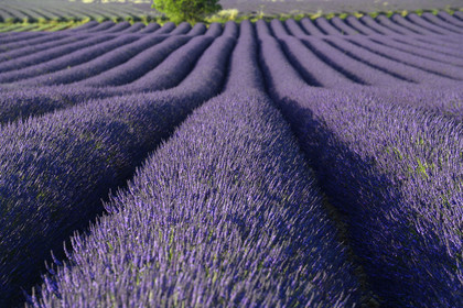 France, Valensole