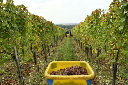 France, Dambach la Ville