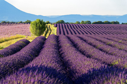 France, Valensole