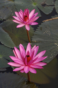 HAUTS PLATEAUX DU CENTRE. VIETNAM