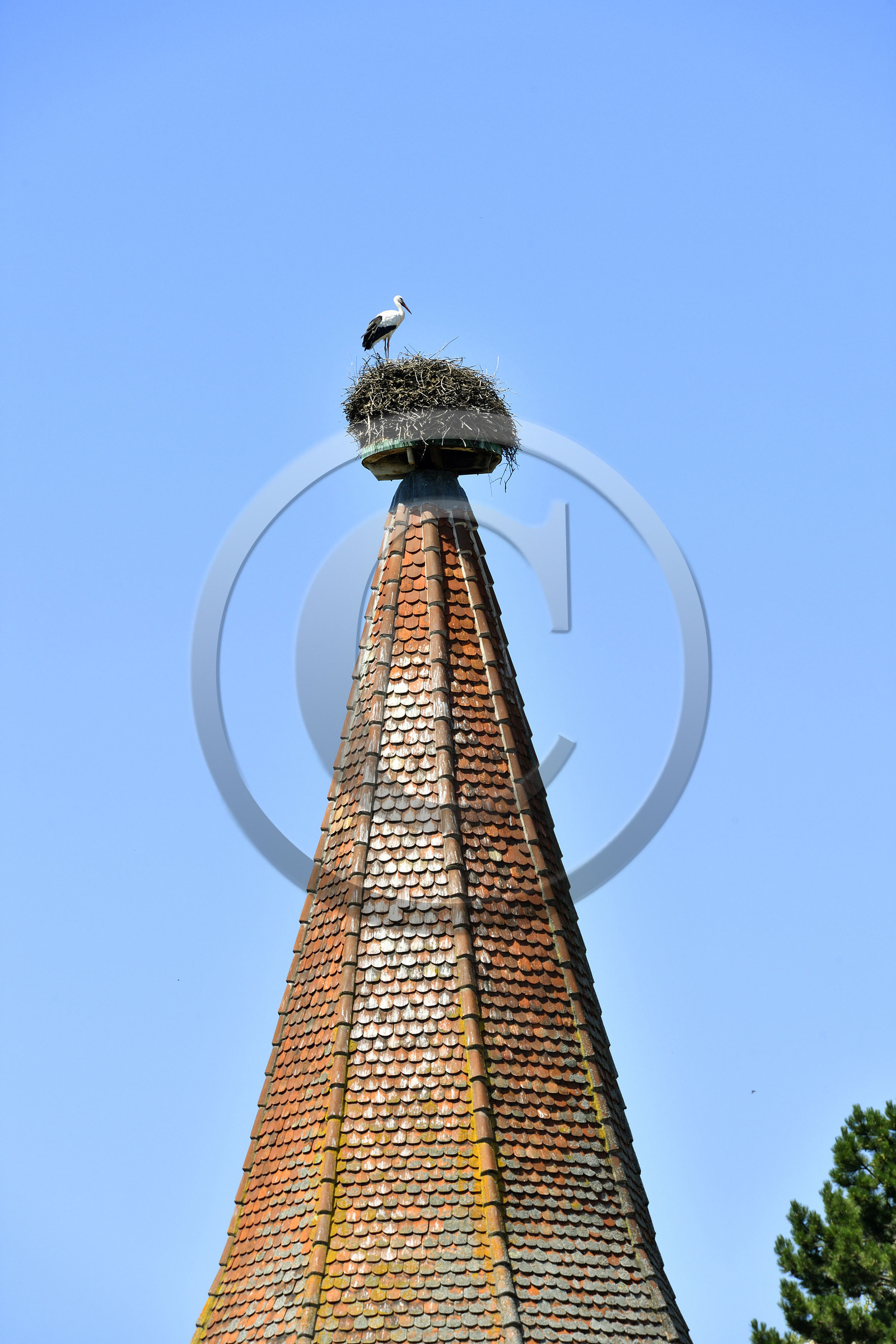 France,  Ribeauville