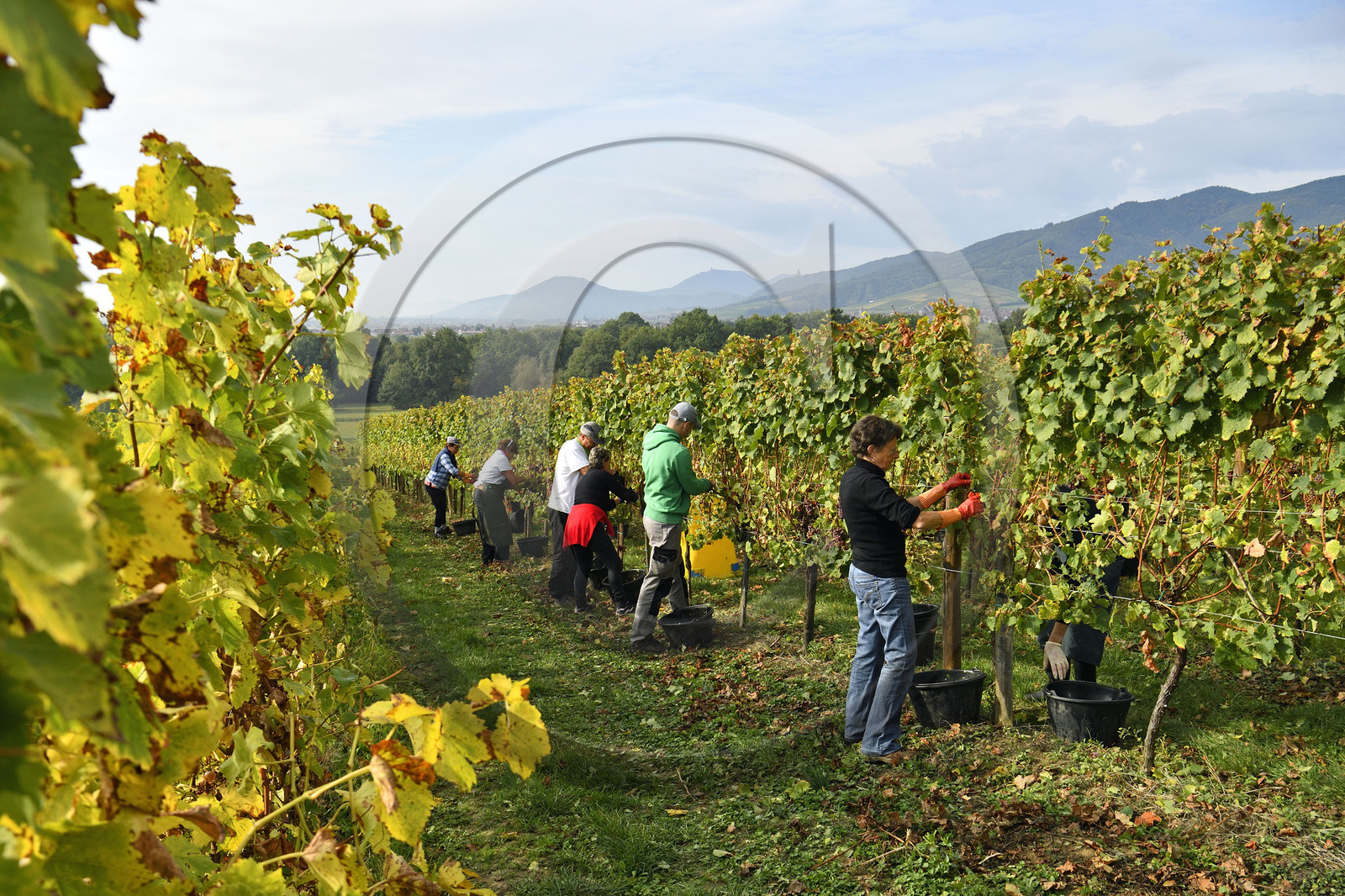 France, Dambach la Ville
