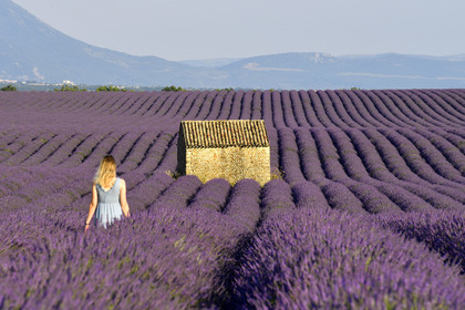 France, Valensole