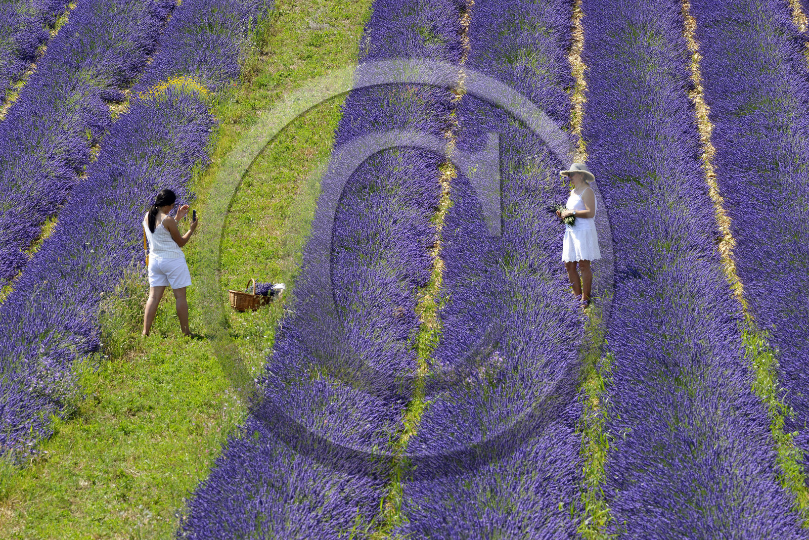 France, Valensole