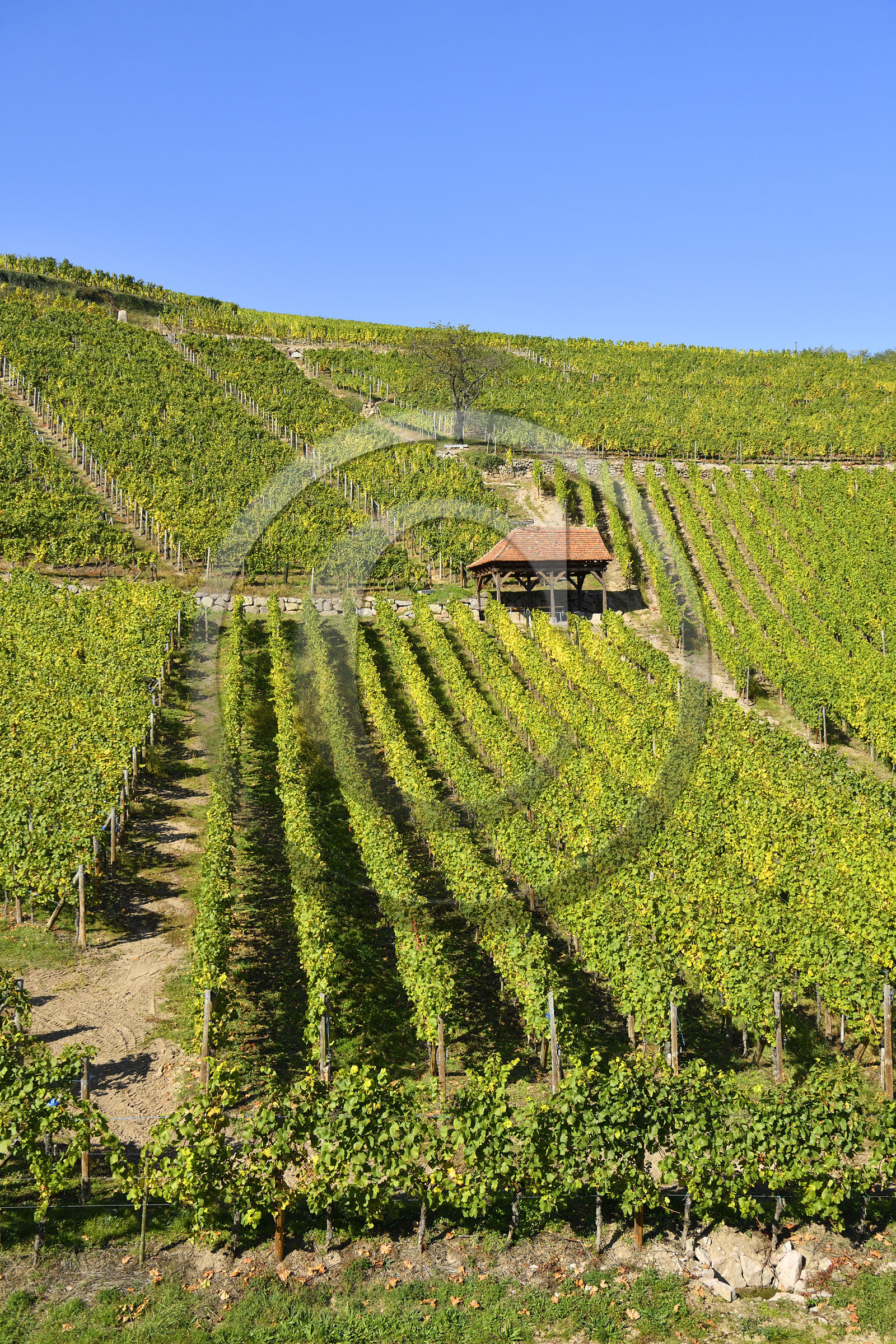 France, Dambach la Ville