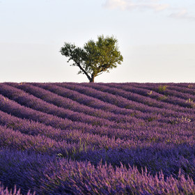France, Valensole