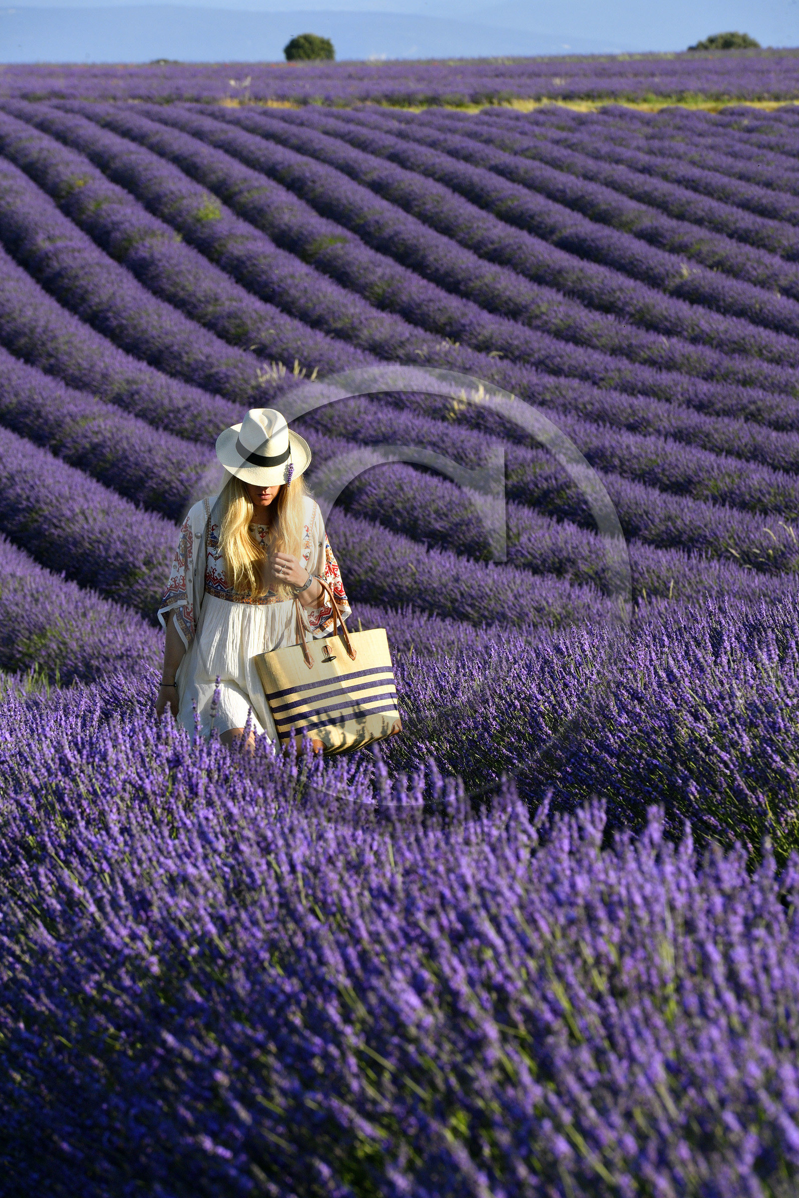 France, Valensole