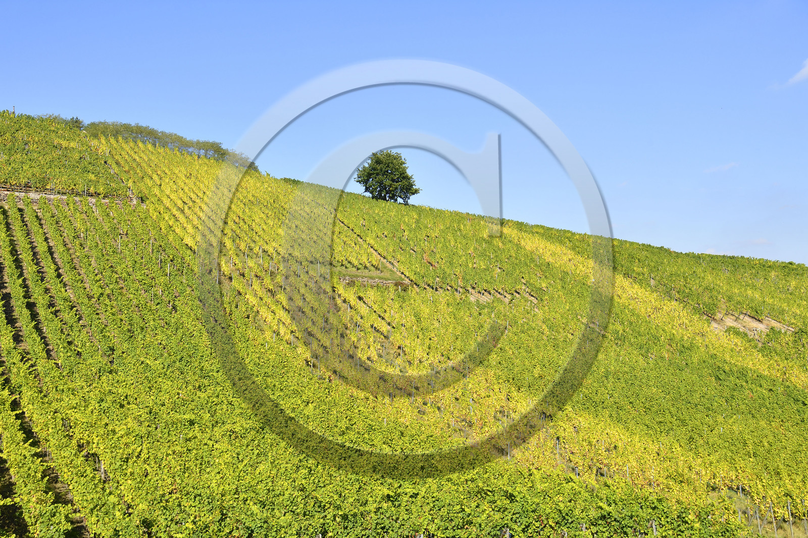 France, Dambach la Ville