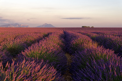France, Valensole