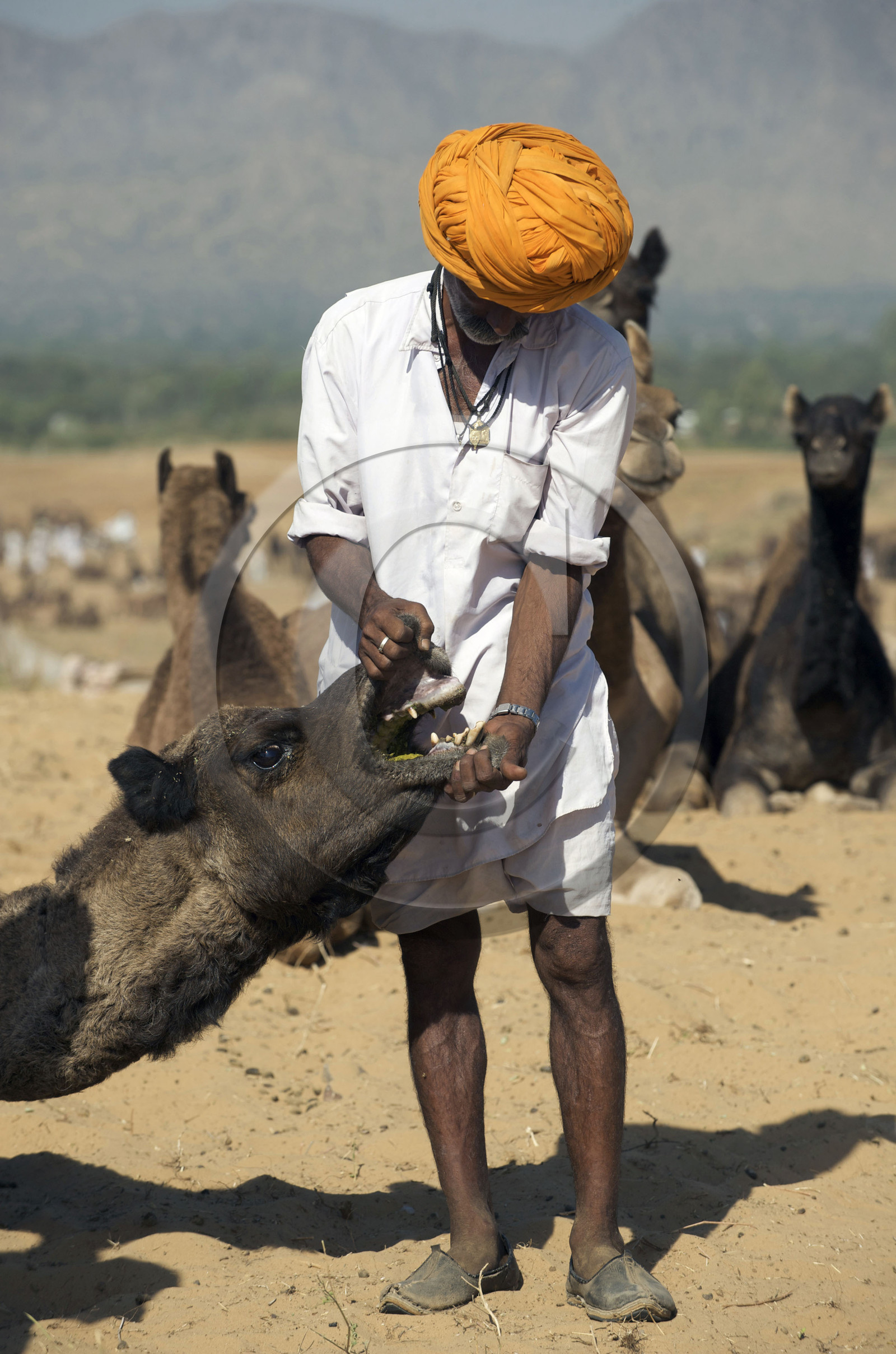 Inde, Pushkar