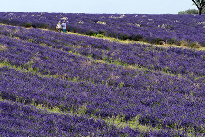 France, Valensole