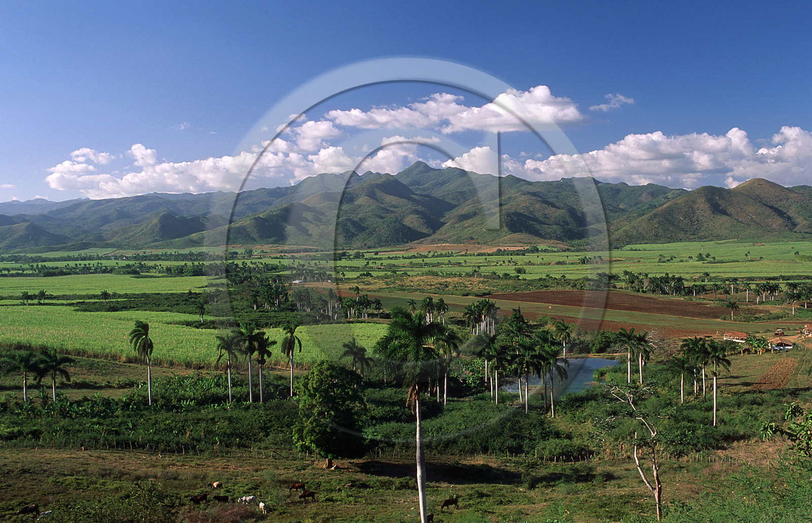 VALLÉE DE LOS INGENIOS.CUBA
