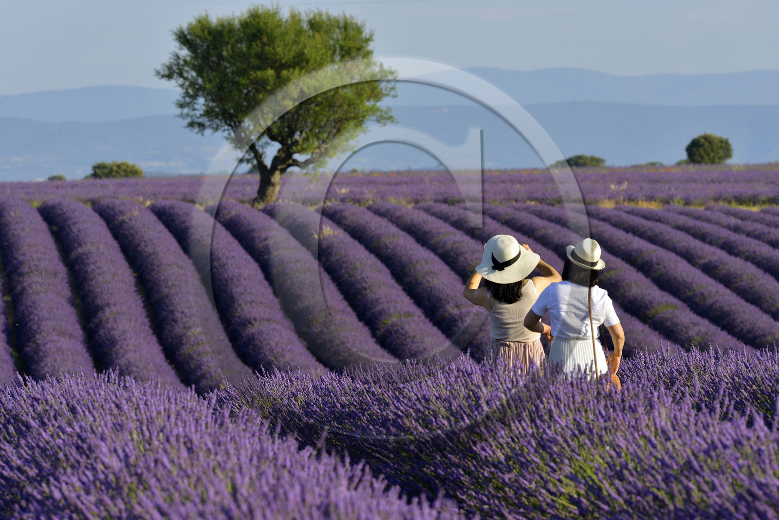 France, Valensole