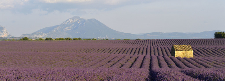 France, Valensole