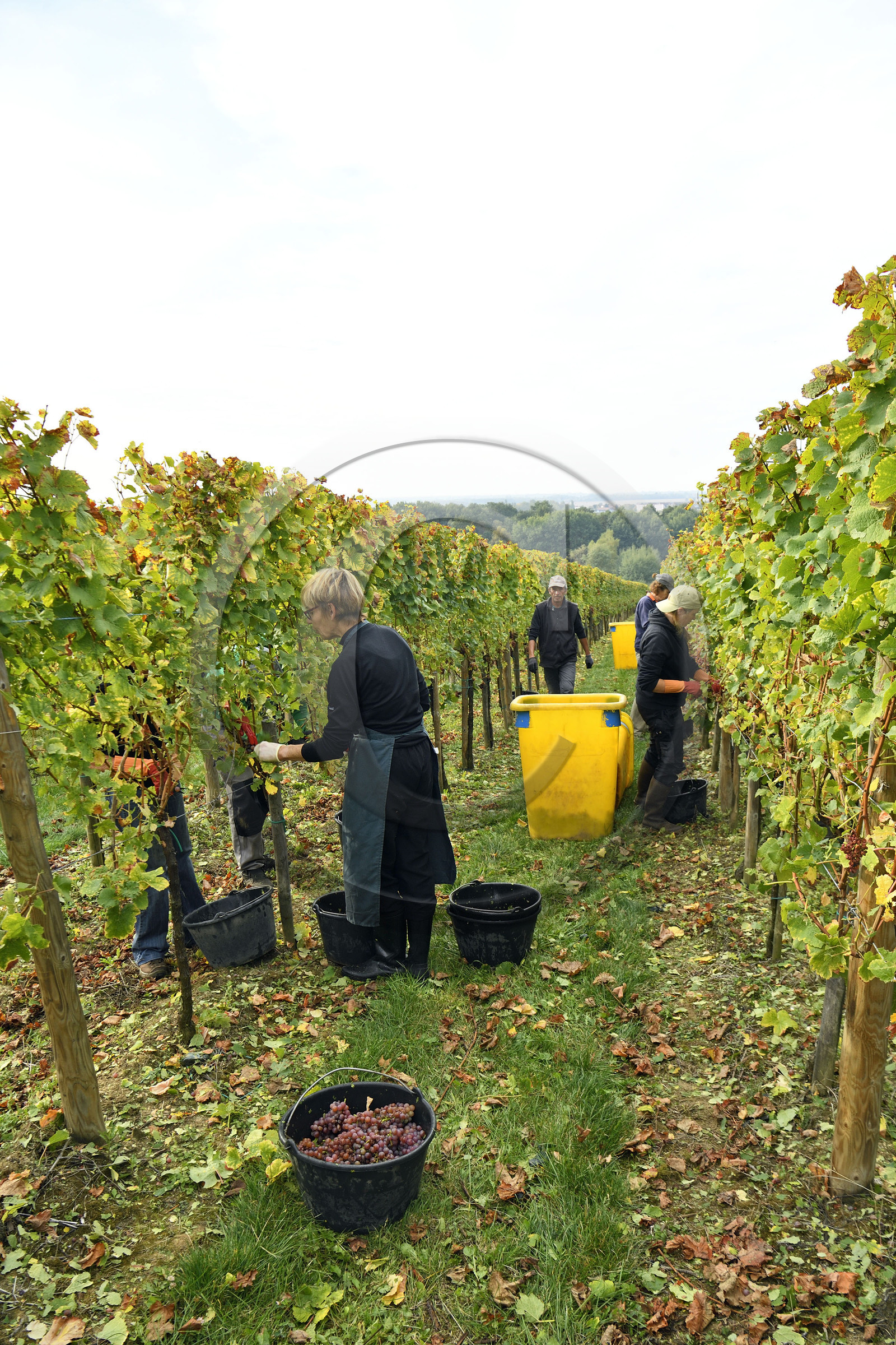 France, Dambach la Ville