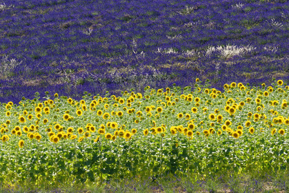 France, Valensole