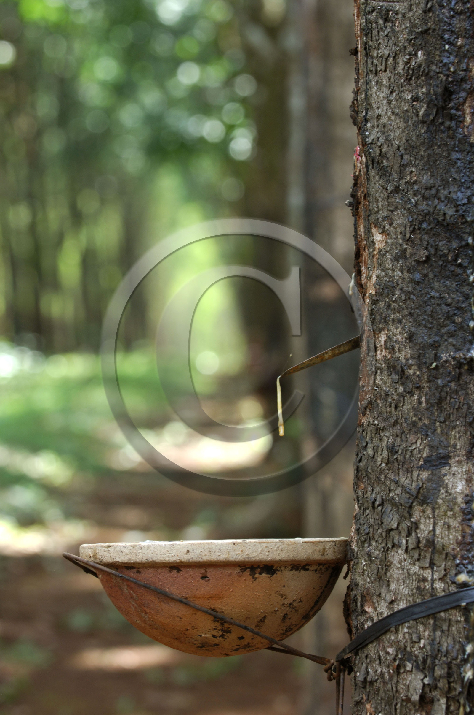 HAUTS PLATEAUX DU CENTRE. VIETNAM