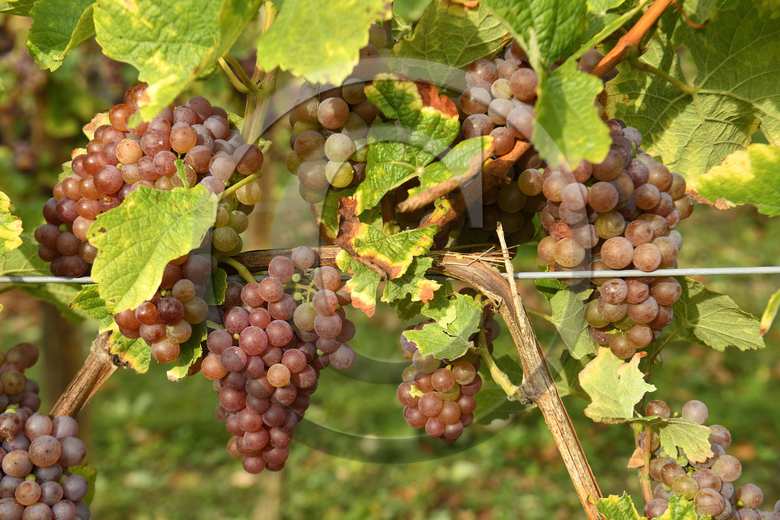 France, Dambach la Ville