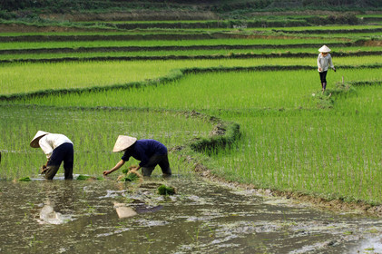 Repiquage du riz dans une rizière, Vietnam