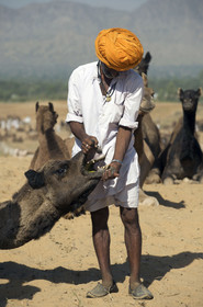 Inde, Pushkar