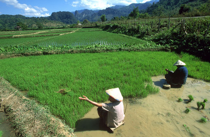 LAOS   VANG VIENG   RIZIÈRES.