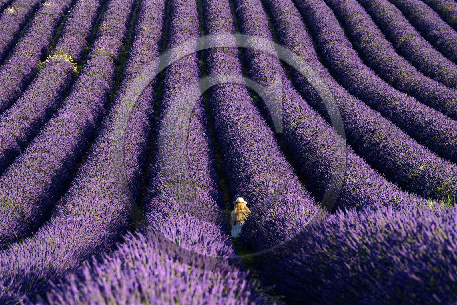 France, Valensole