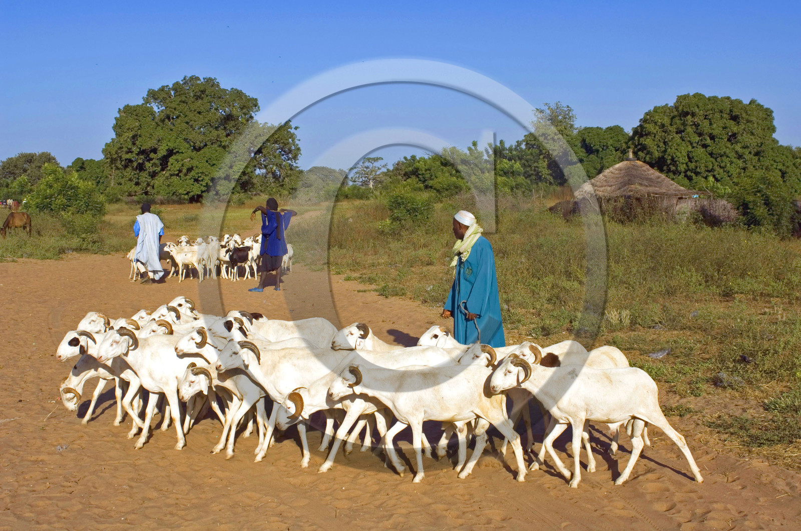 Marché de Gueguenne, Sénégal