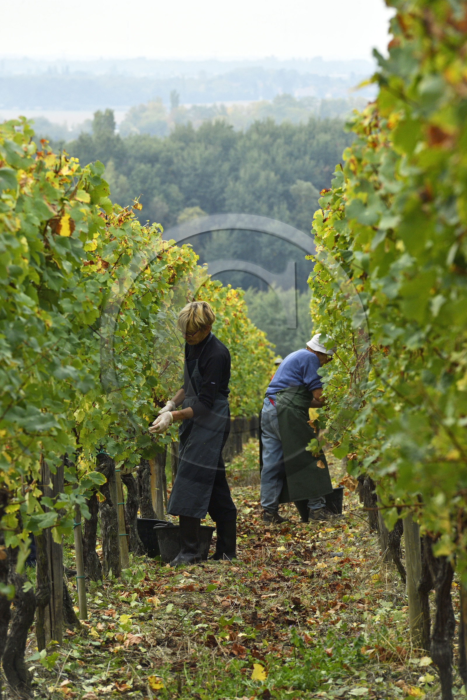 France, Dambach la Ville