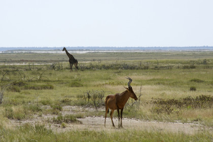 Namibie, Etosha