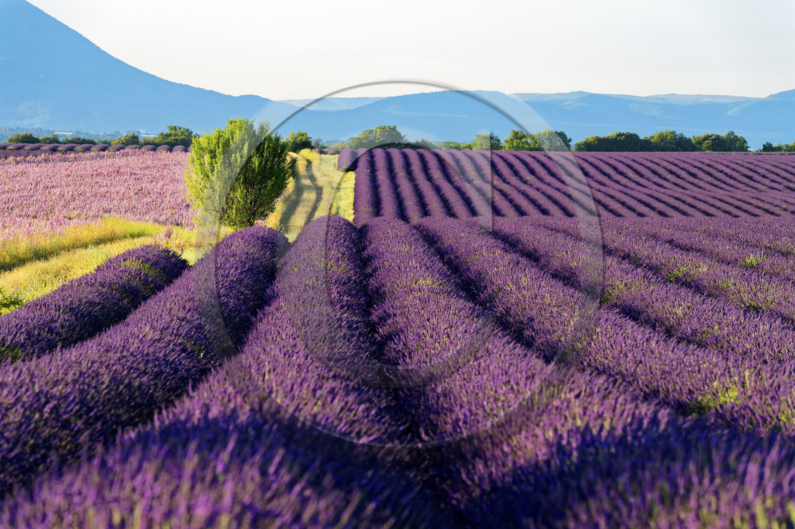 France, Valensole