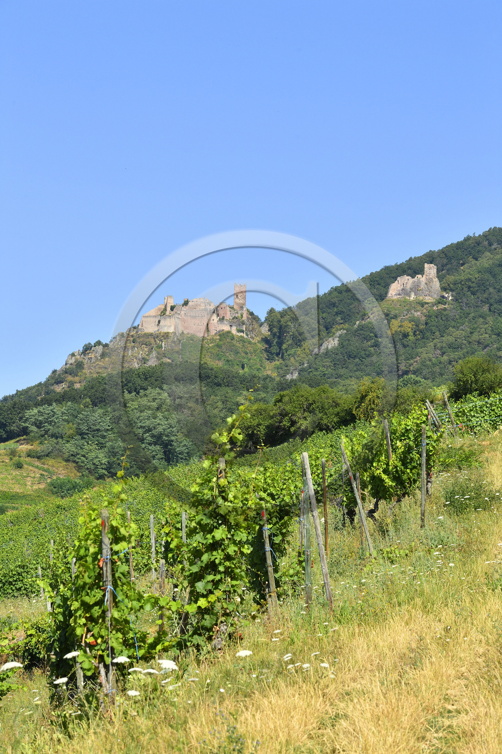 France,  Ribeauville