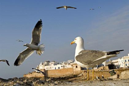 Essaouira, Maroc