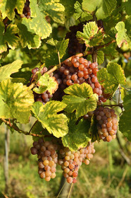 France, Dambach la Ville