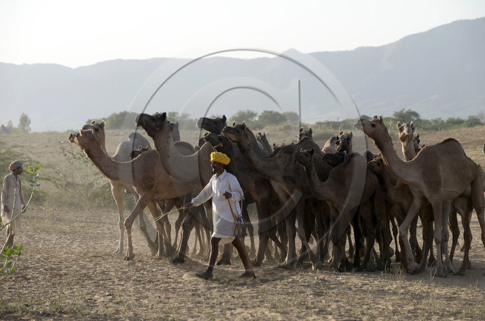 Inde, Pushkar