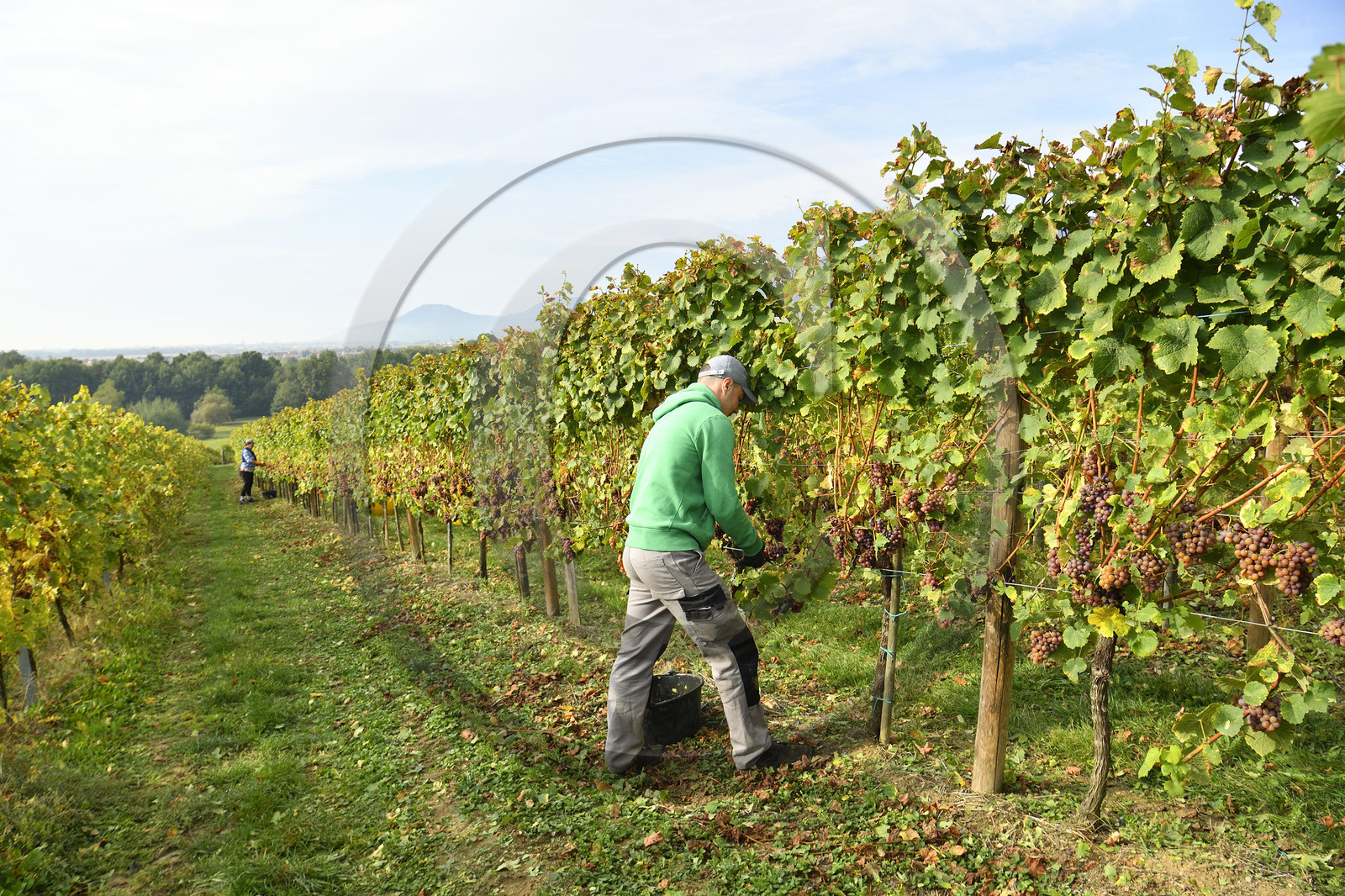 France, Dambach la Ville