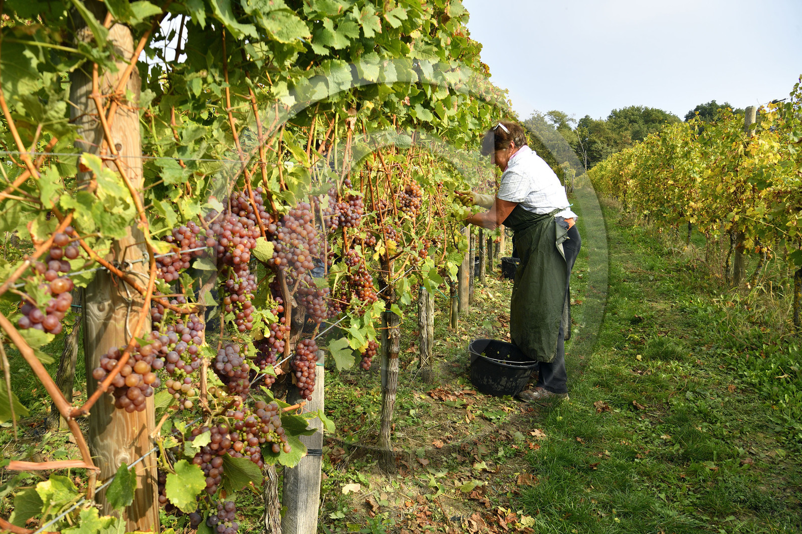 France, Dambach la Ville