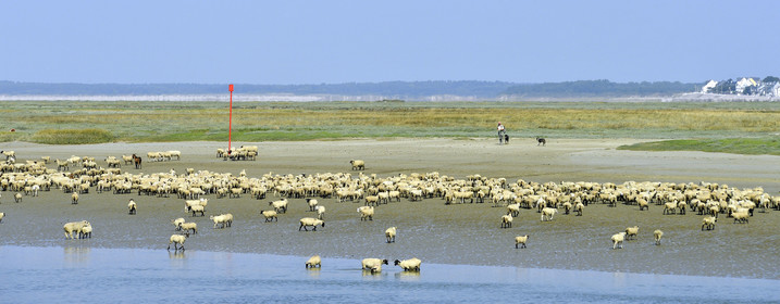 France, Baie de Somme