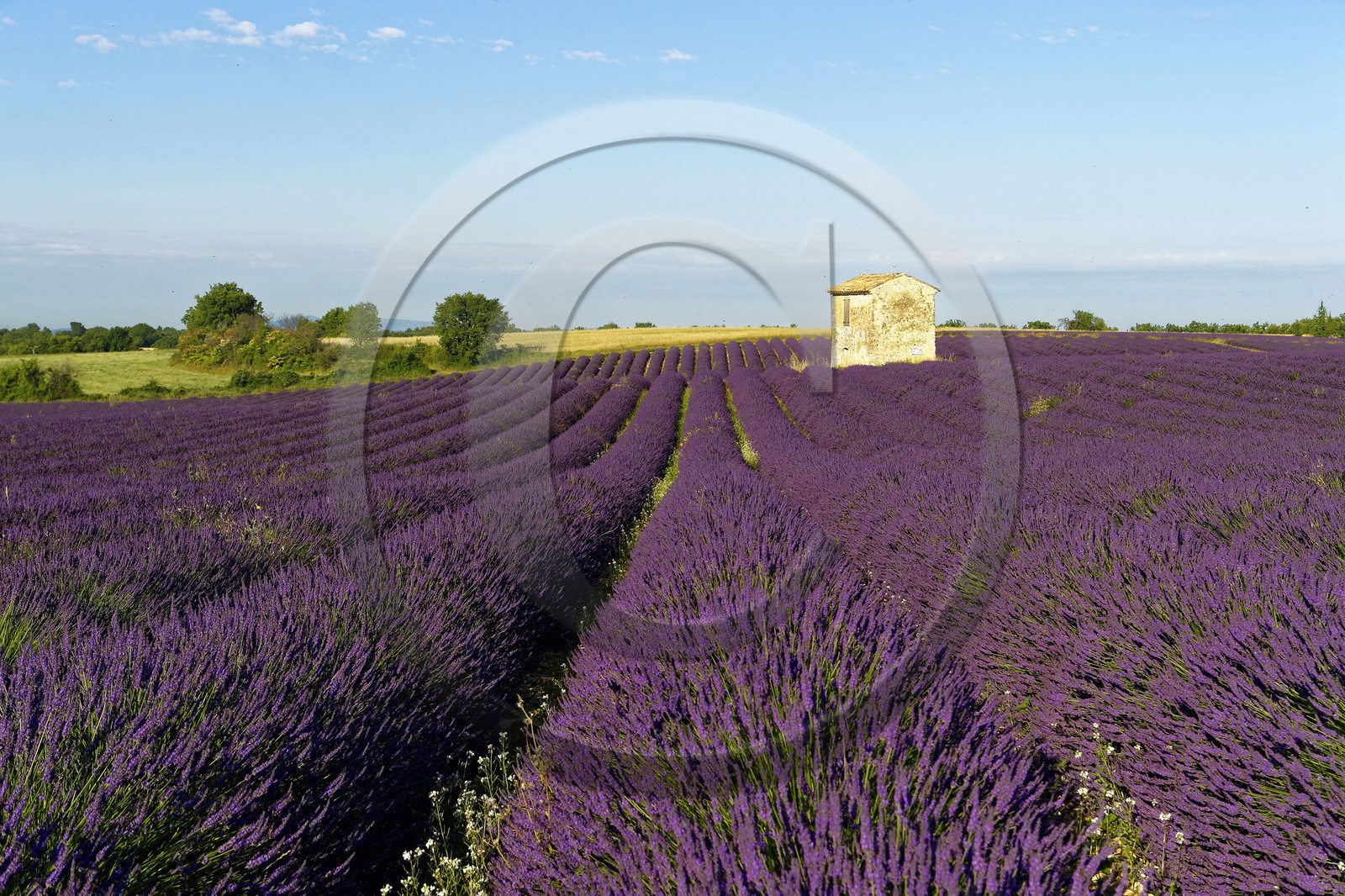 France, Valensole